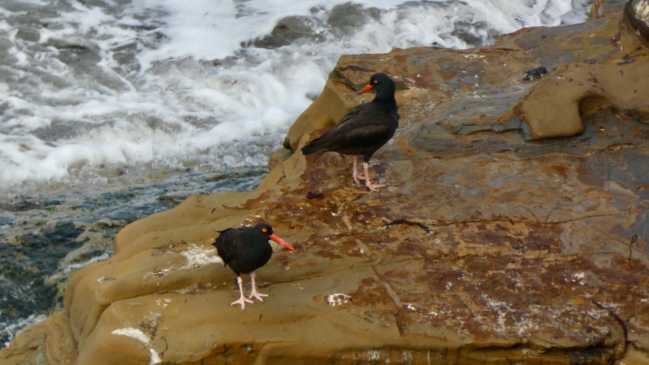 Black Oystercatchers