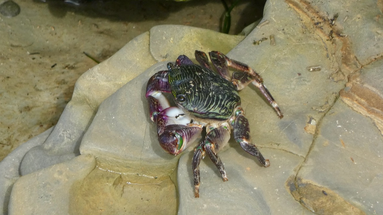 Crab