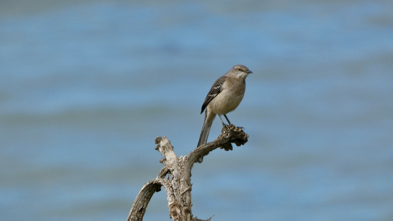 Northern Mockingbird