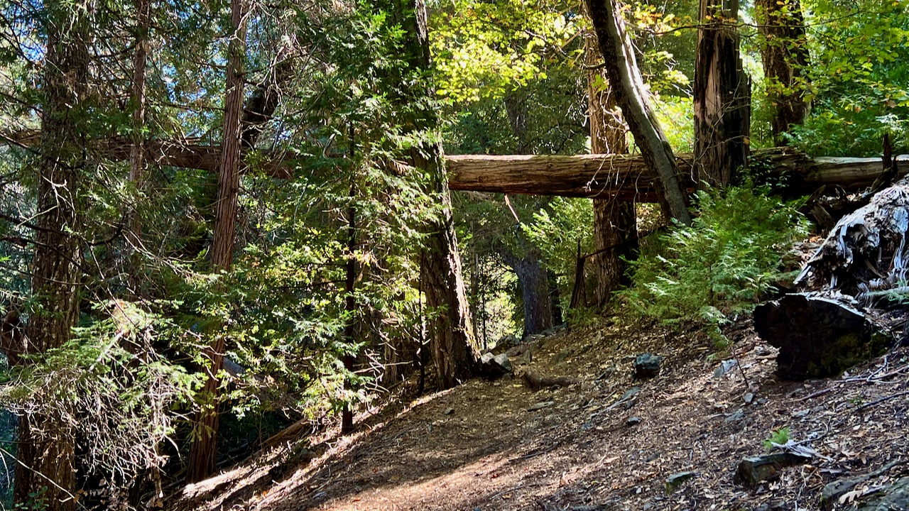 Trail View