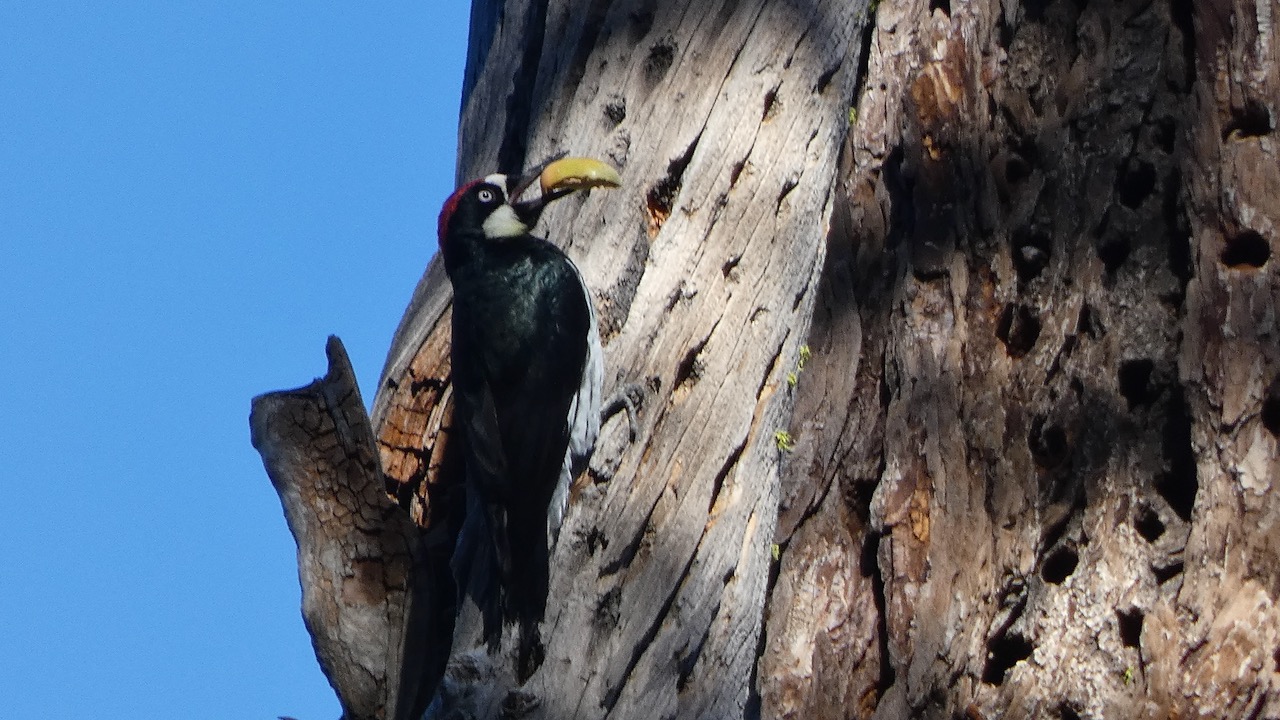 Acorn Woodpecker