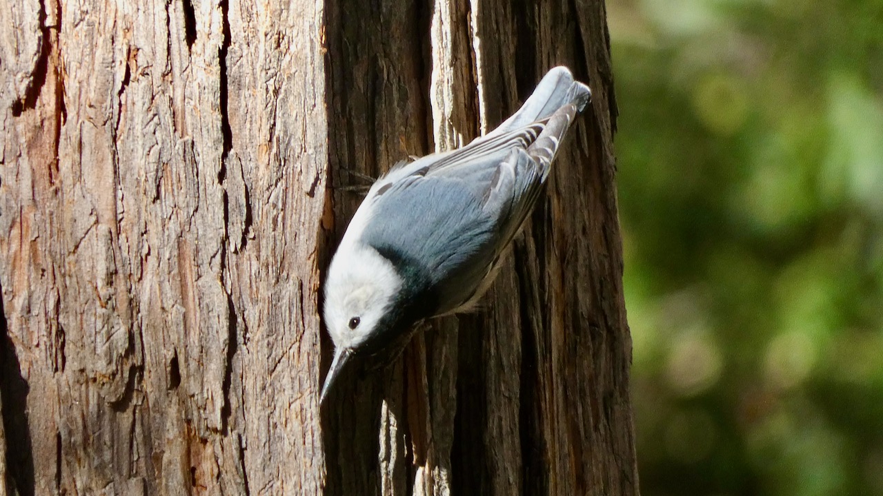 White-breasted Nuthatch