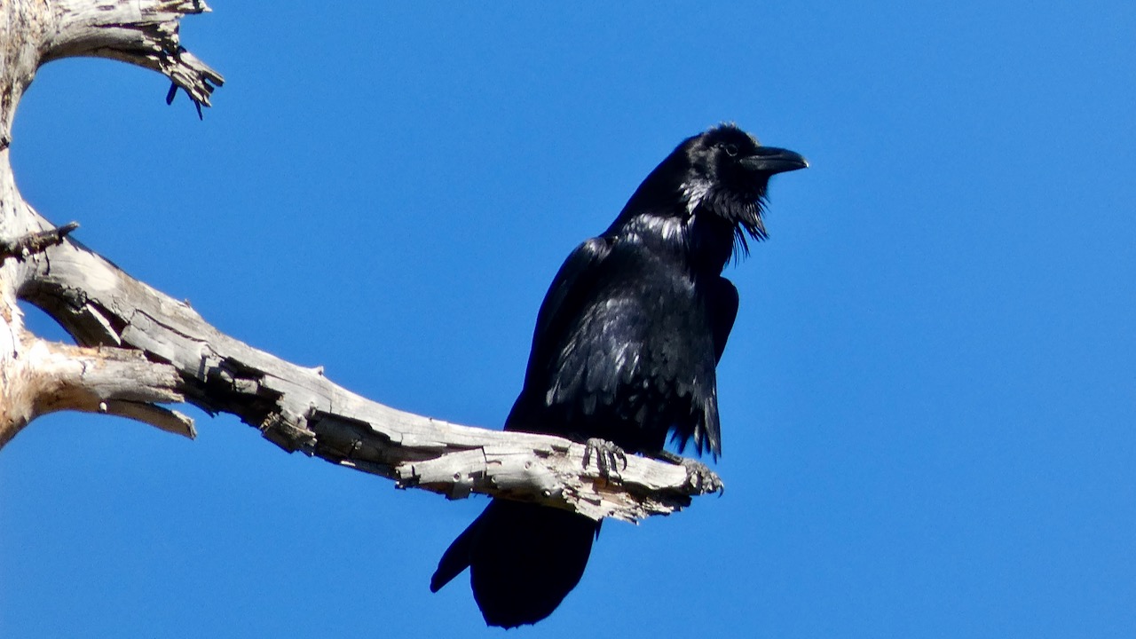 Common Raven