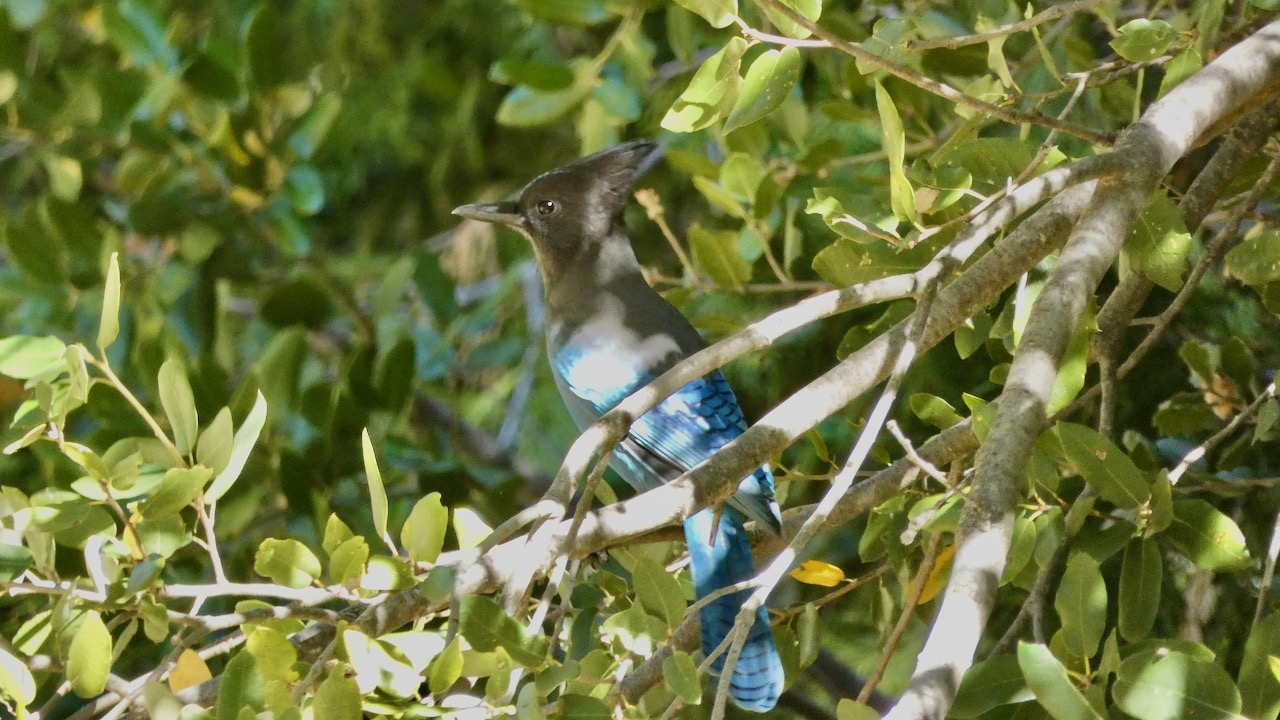 Steller's Jay