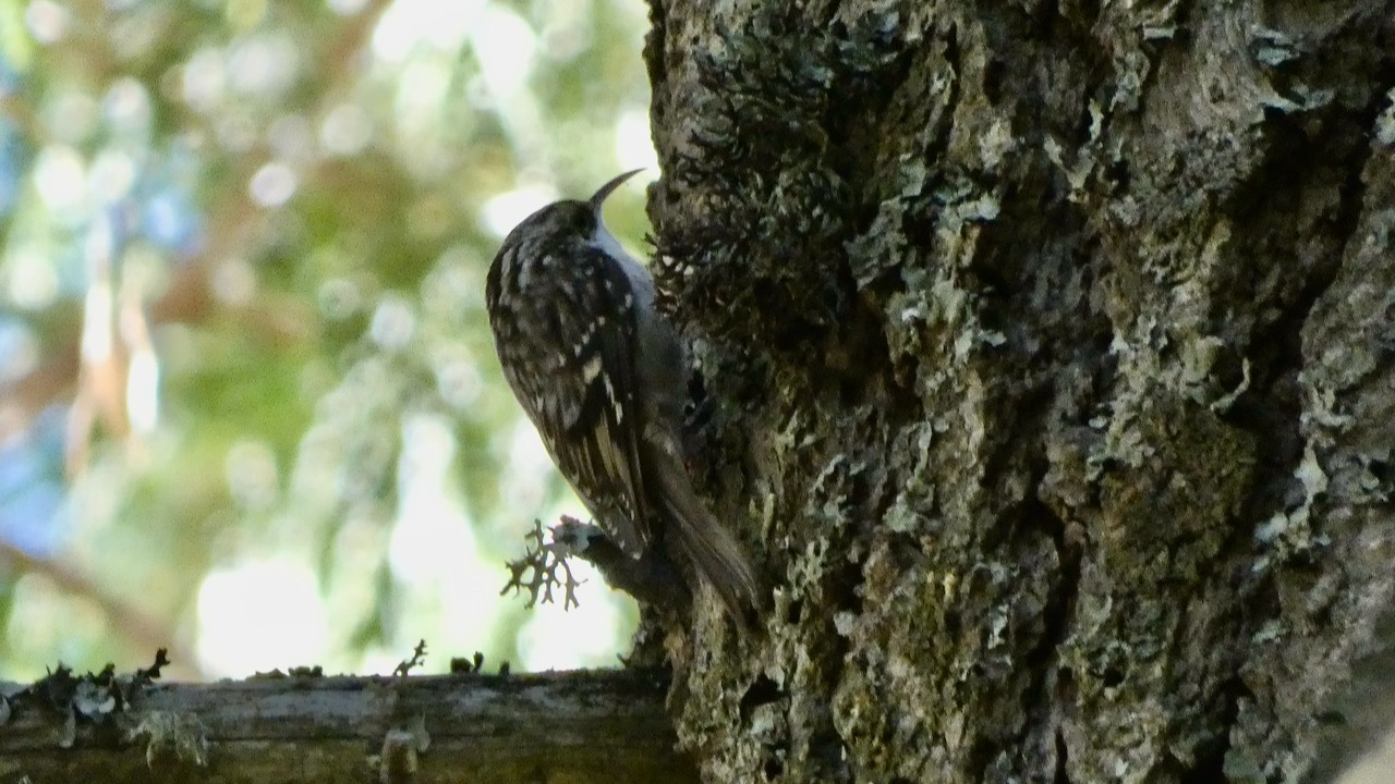 Brown Creeper