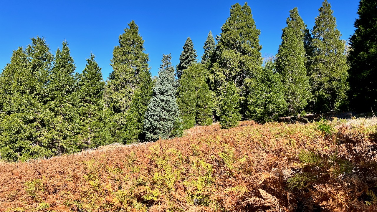 Trail View