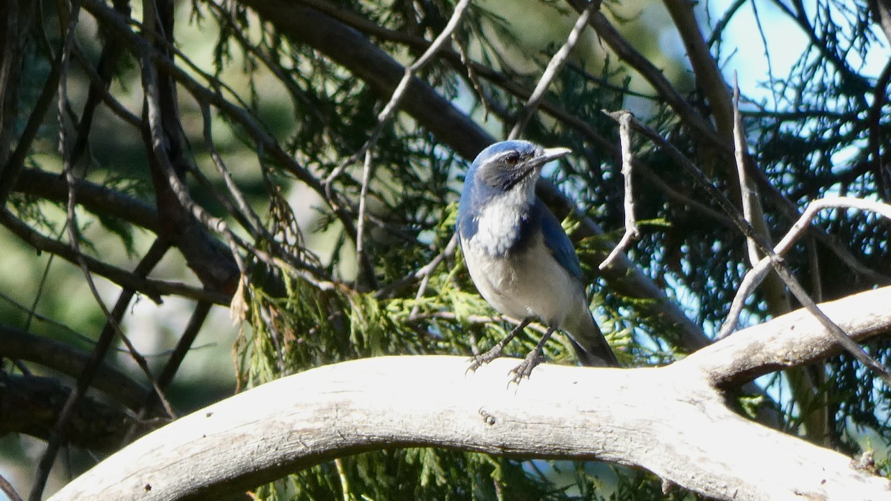 California Scrub Jay