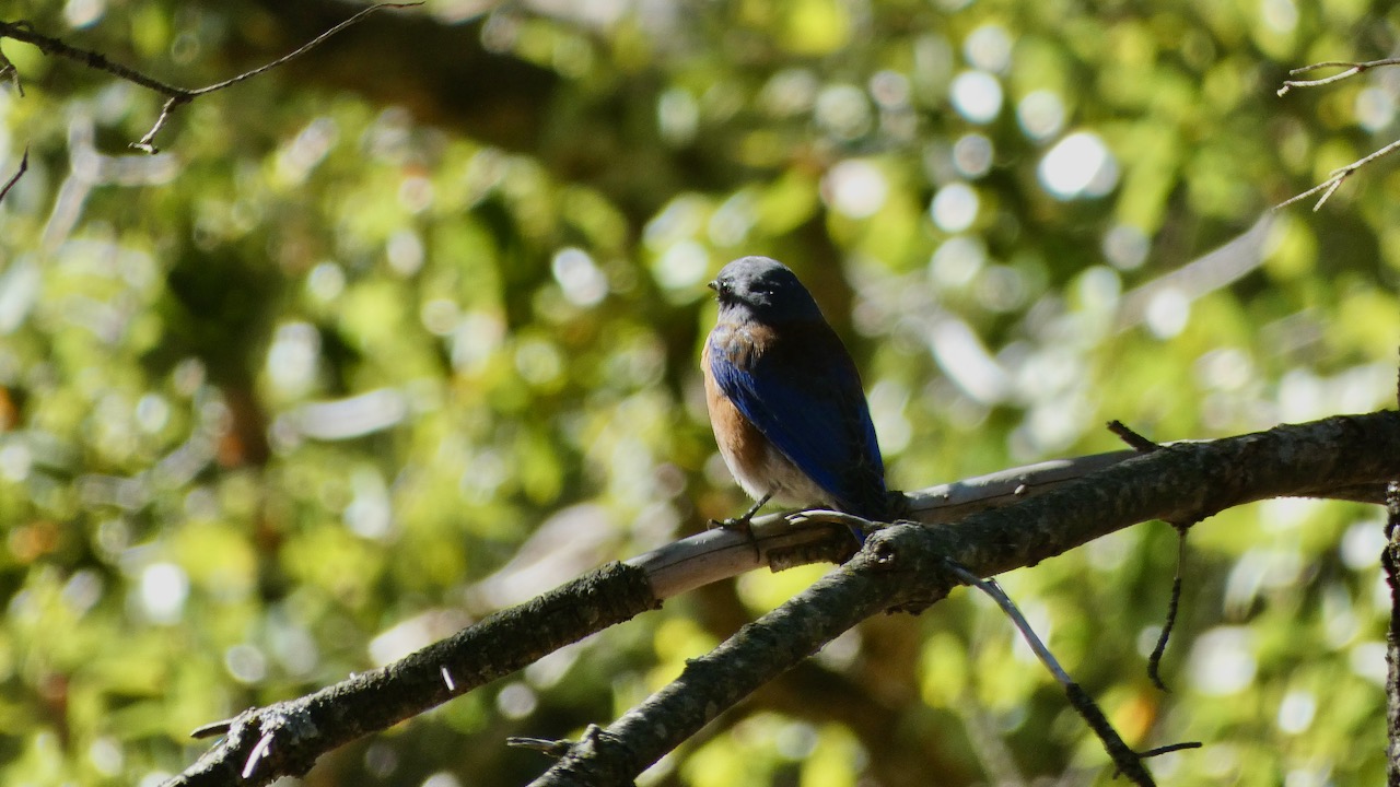 Western Bluebird (Male)