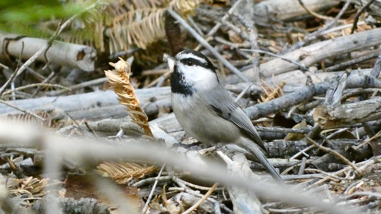 Mountain Chickadee