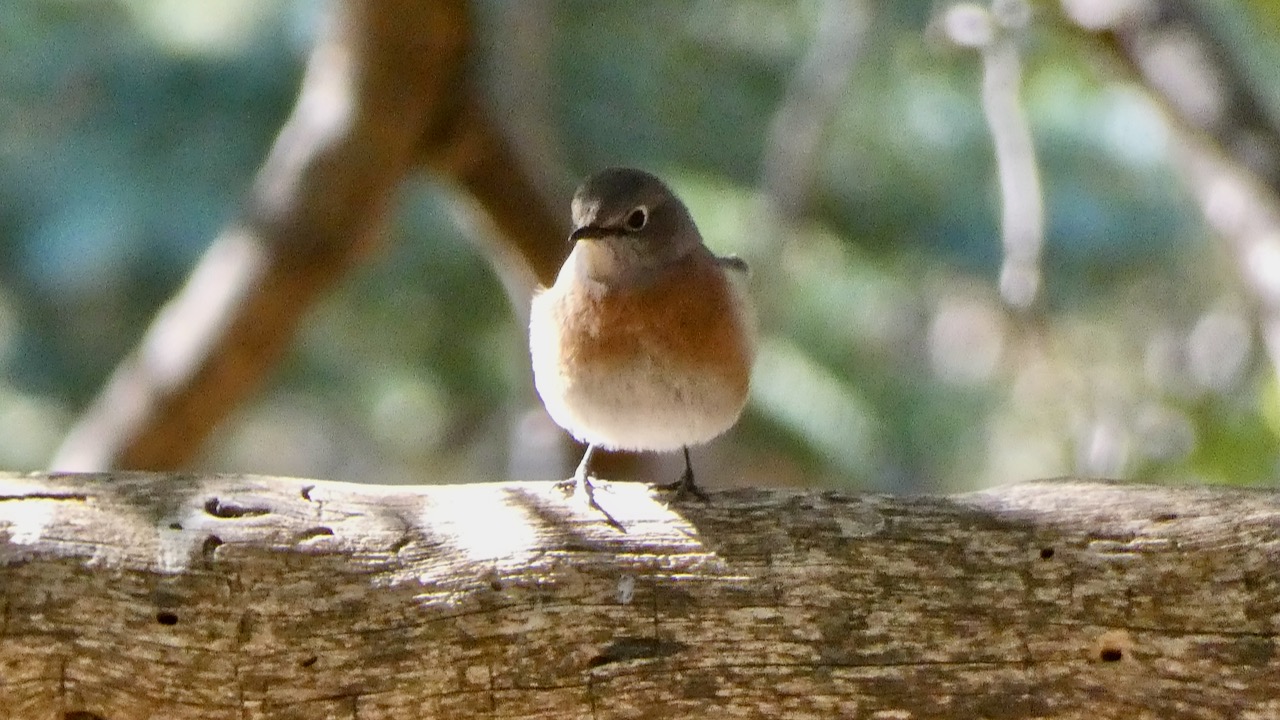 Western Bluebird (Female)