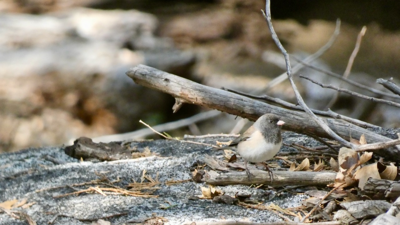 Dark-eyed Junco