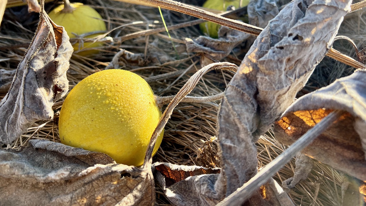 Buffalo Gourd