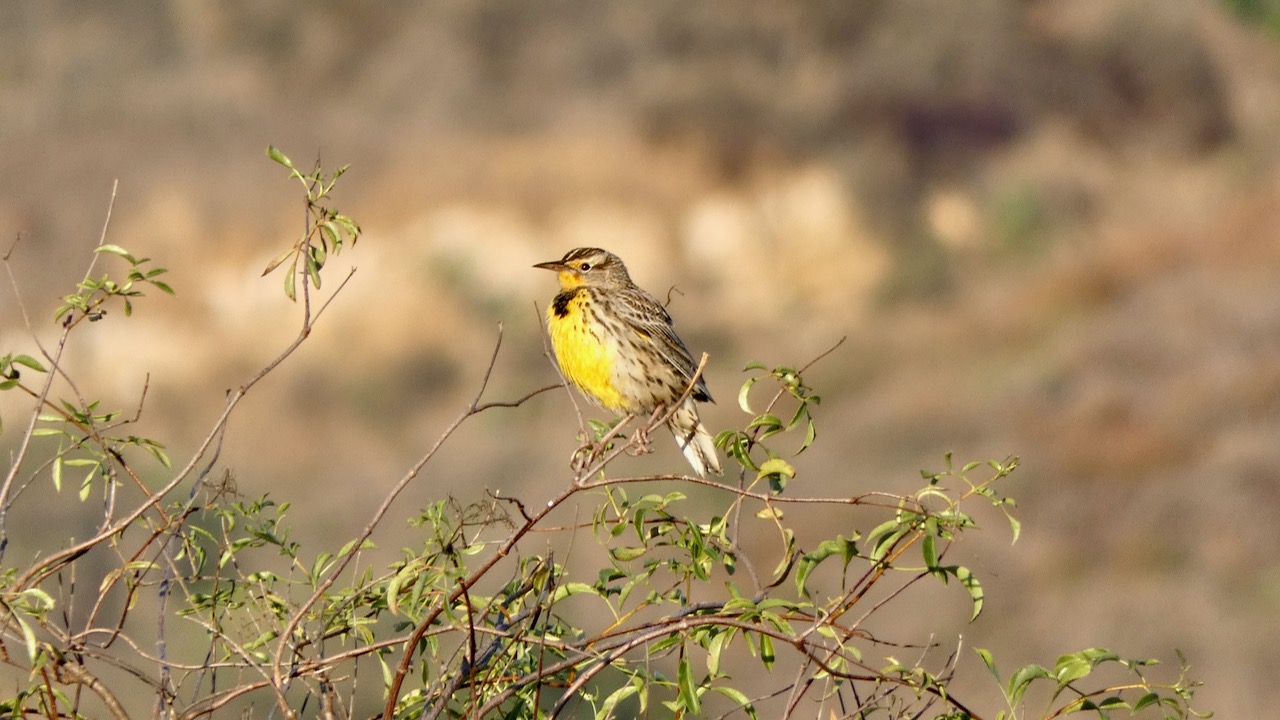 Western Meadowlark