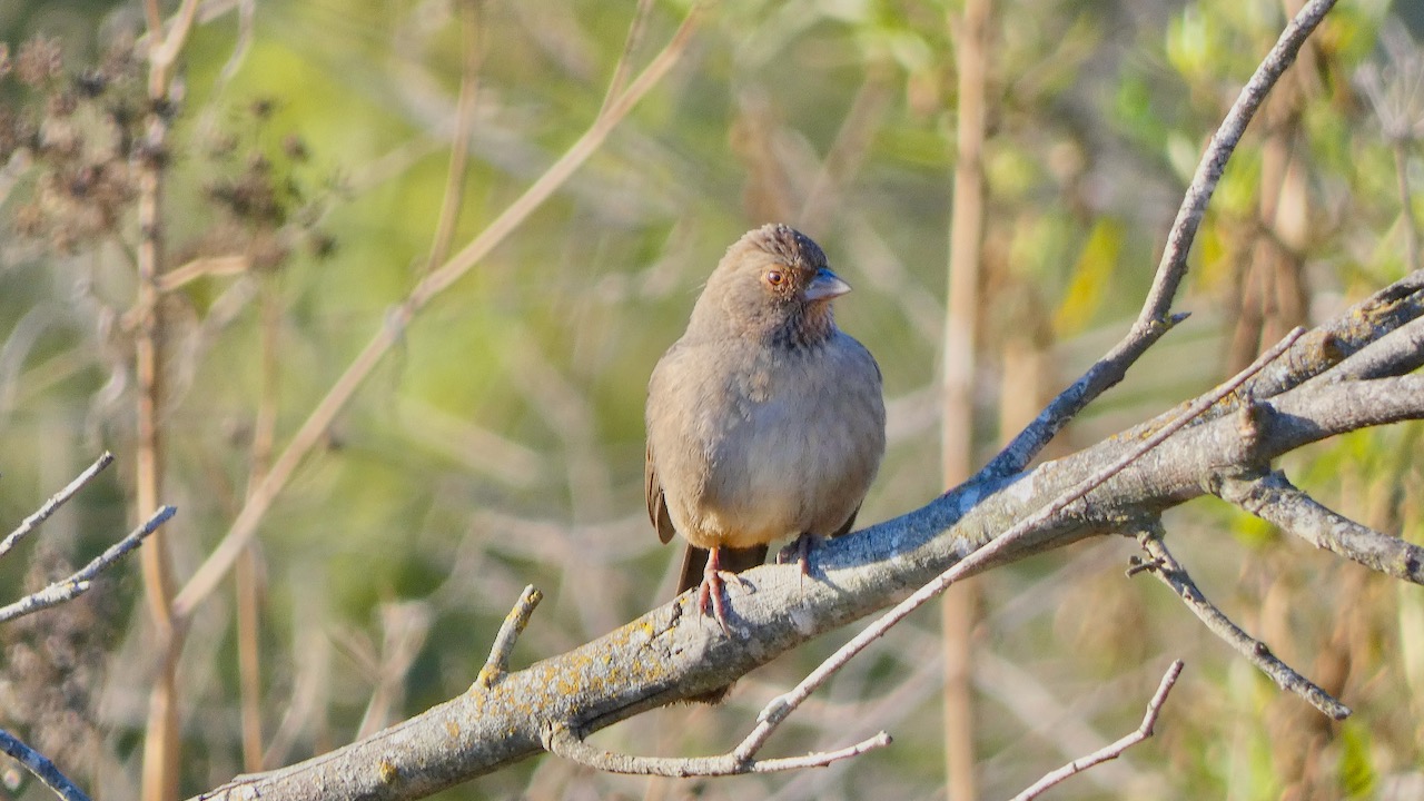 California Towhee