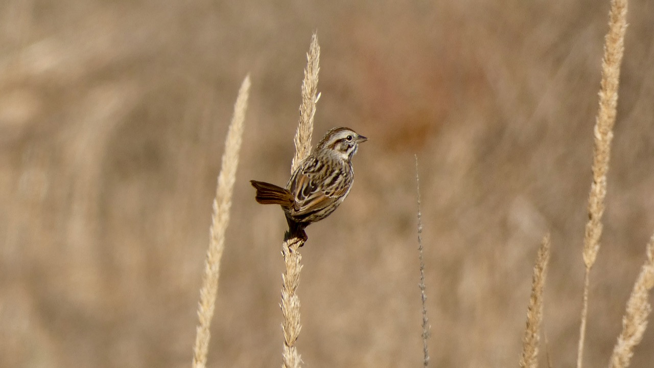 Song Sparrow