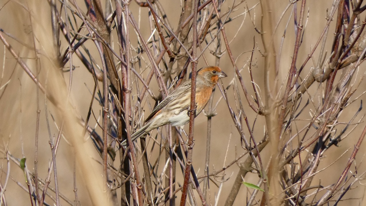 House Finch