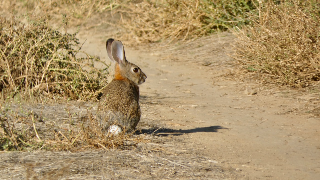 Cottontail Rabbit