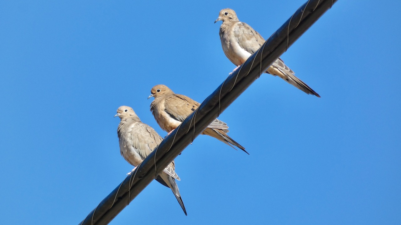 Mourning Doves