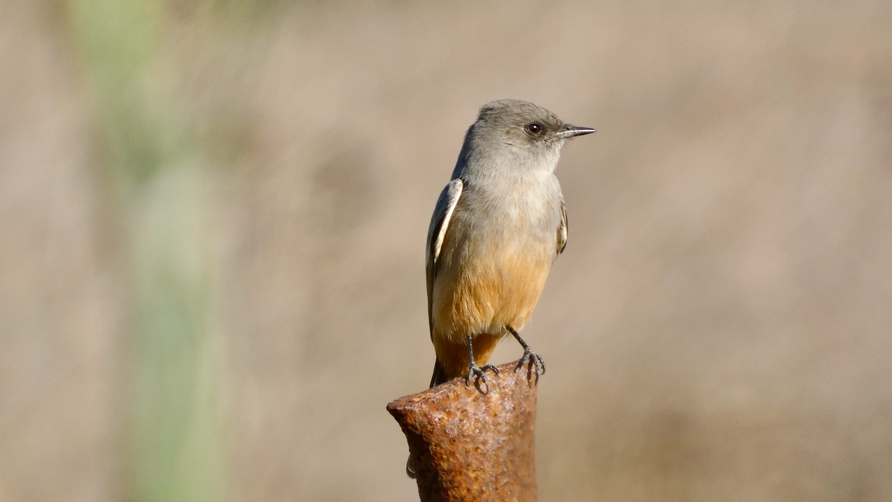 Say's Phoebe