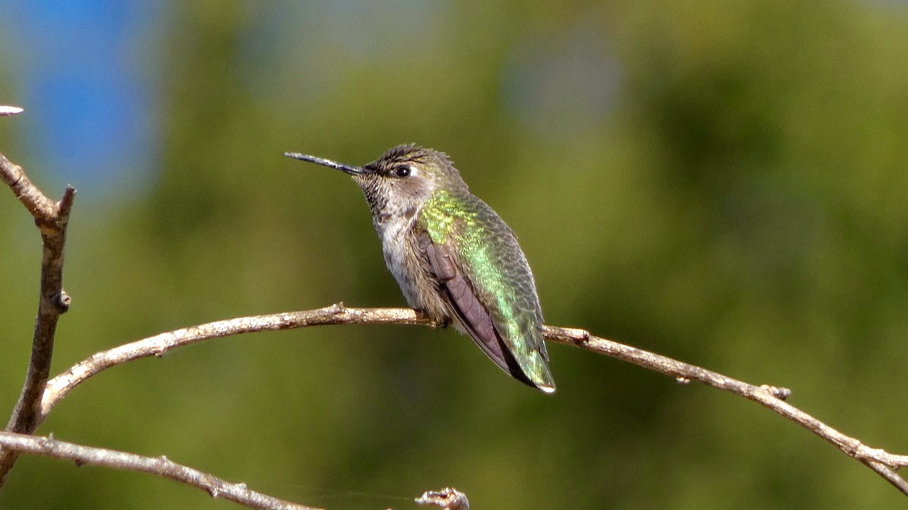 Anna's Hummingbird