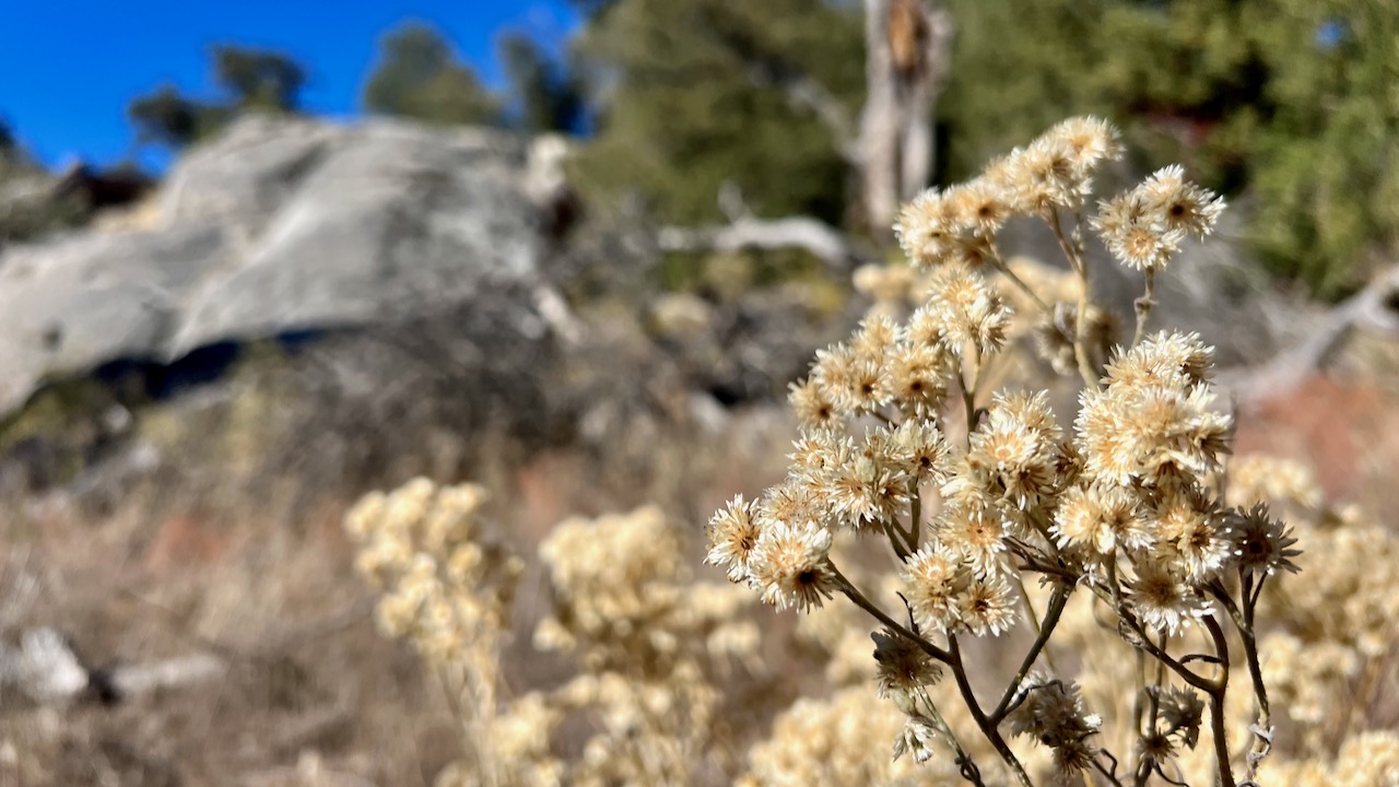 California rabbit-tobacco