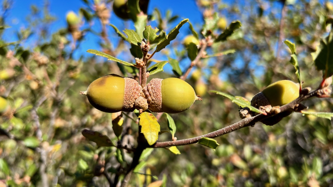 California scrub oak acorns