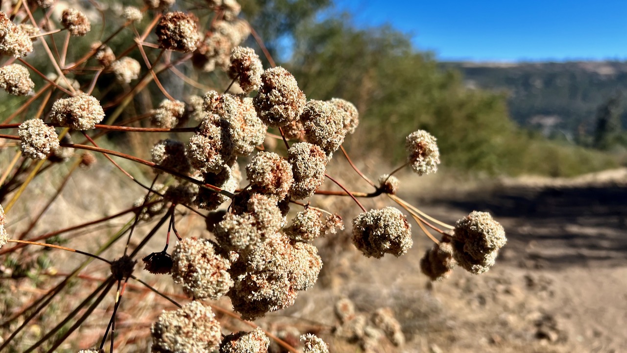 California Buckwheat