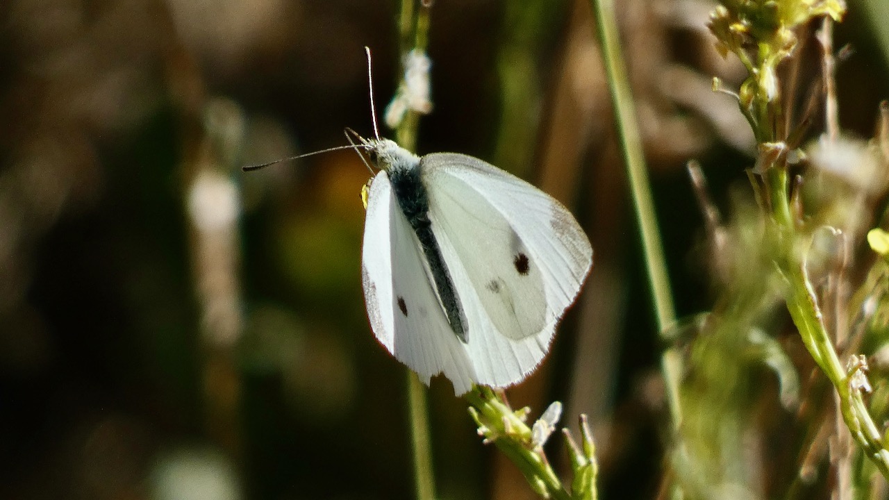 Cabbage White Butterfly