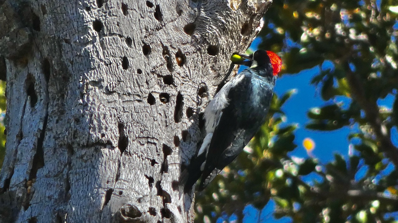 Acorn Woodpecker stashing an acorn