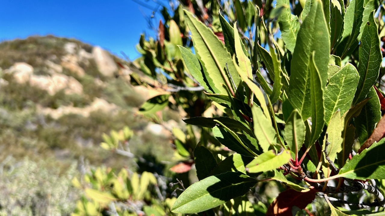 Toyon