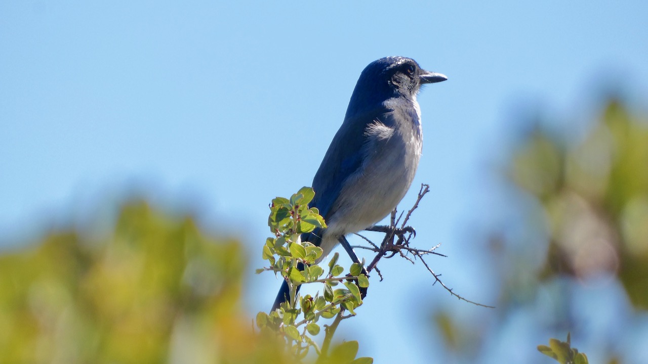 California Scrub-Jay