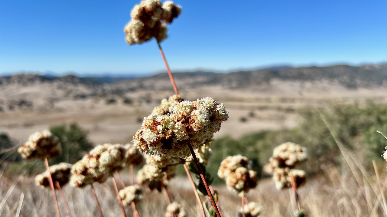 California Buckwheat