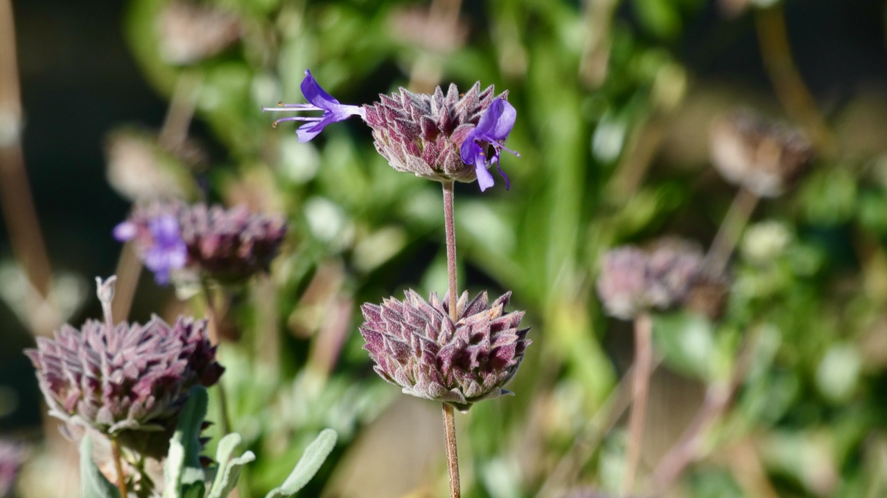 Purple sage