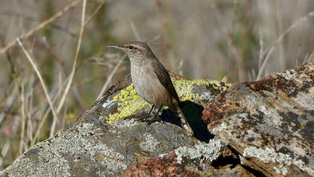 Rock Wren