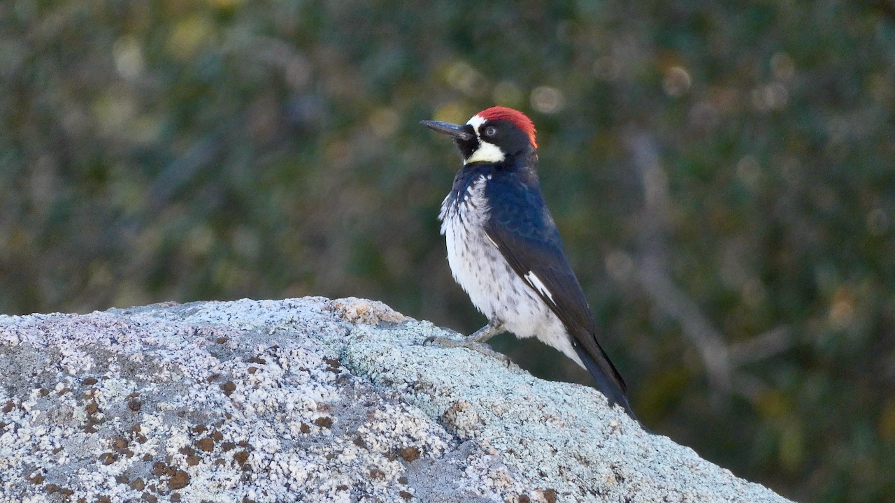 Acorn Woodpecker