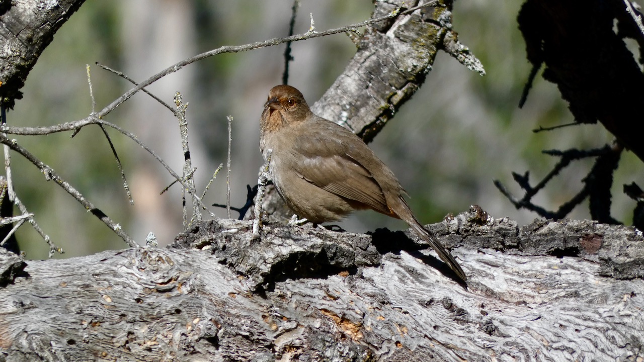 California Towhee