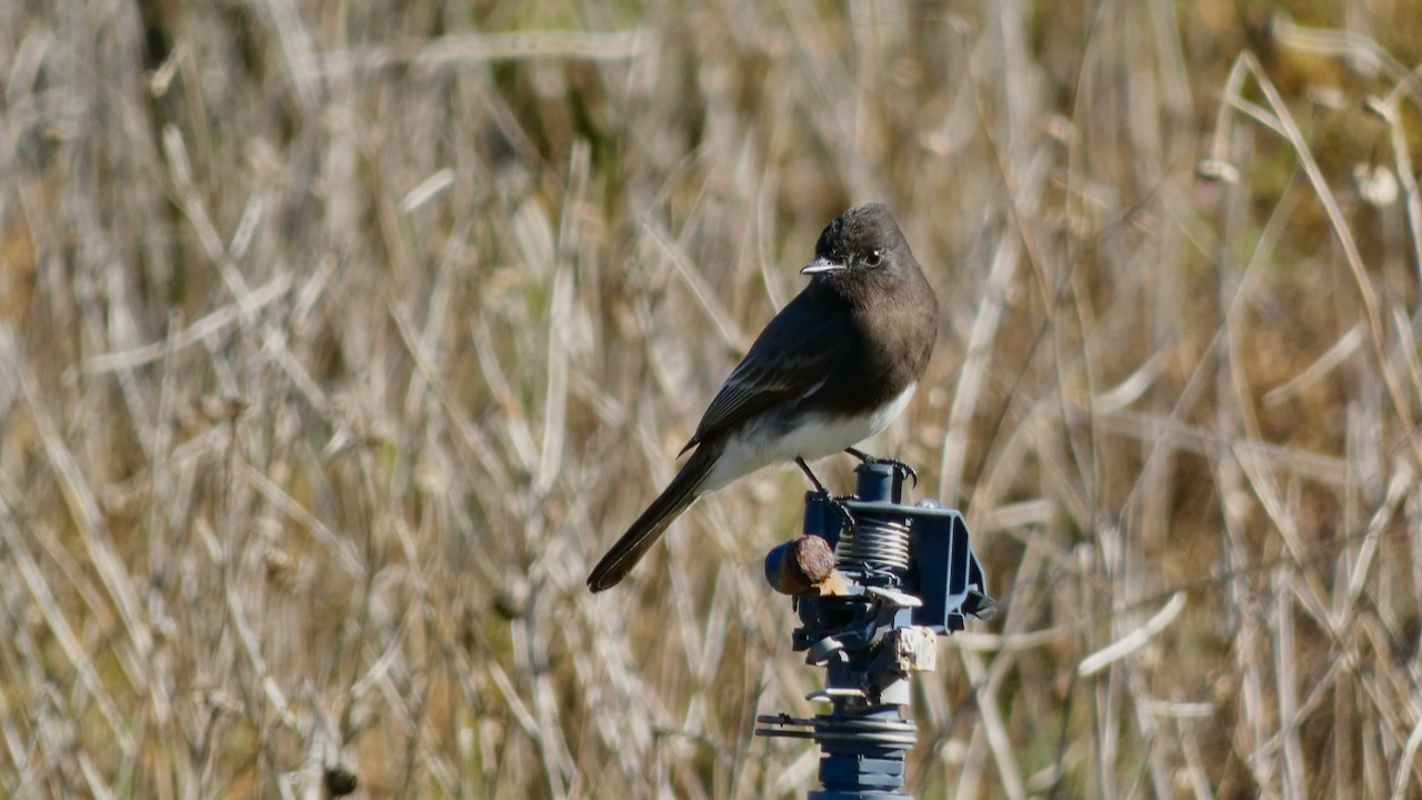 Black Phoebe