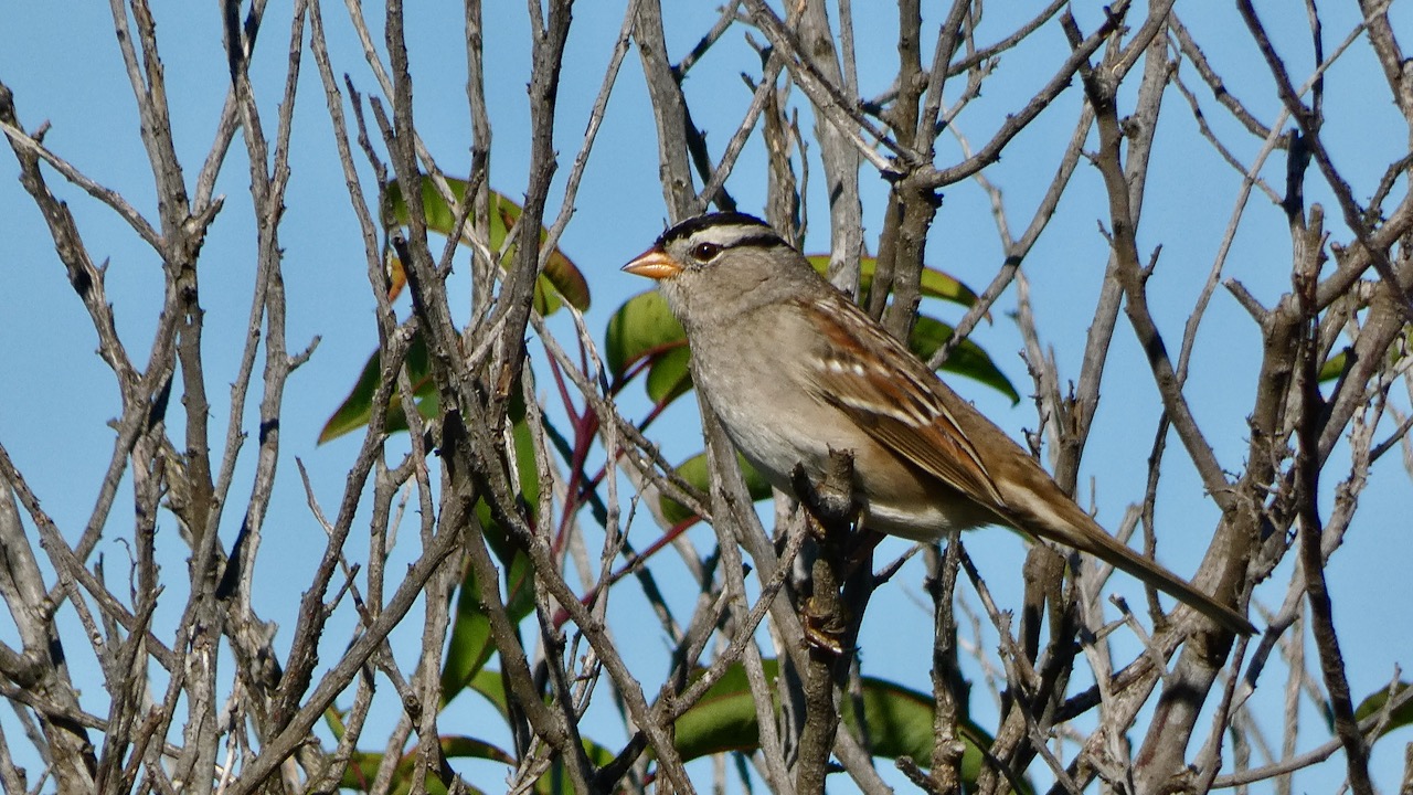 White-Crowned Sparrow