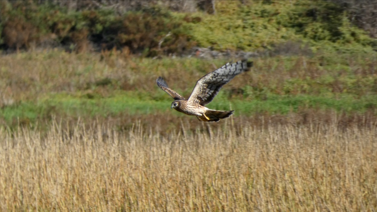 Northern Harrier