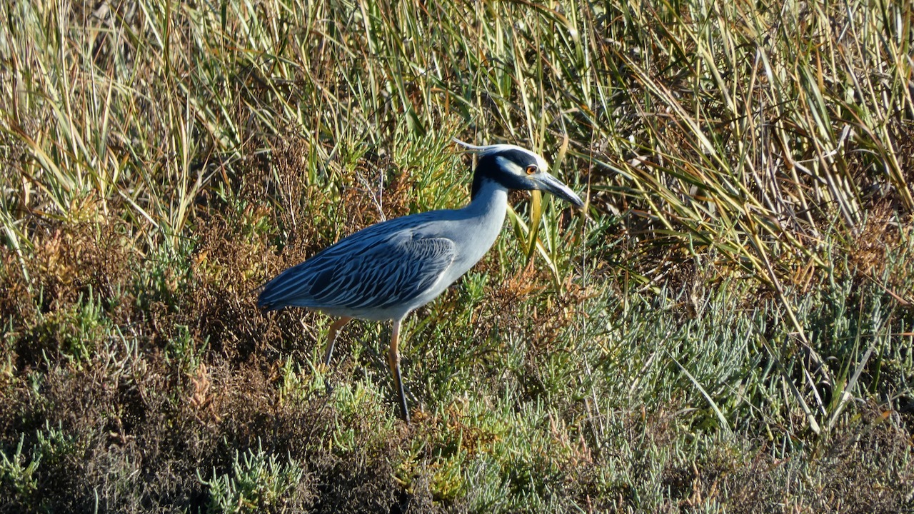 Yellow-Crowned Night Heron