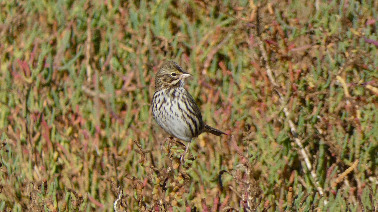 Savannah Sparrow