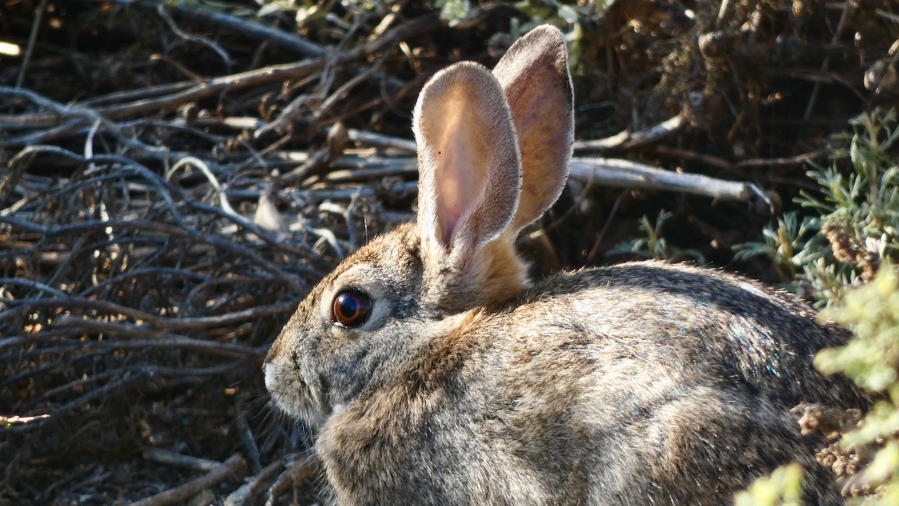 Cottontail Rabbit