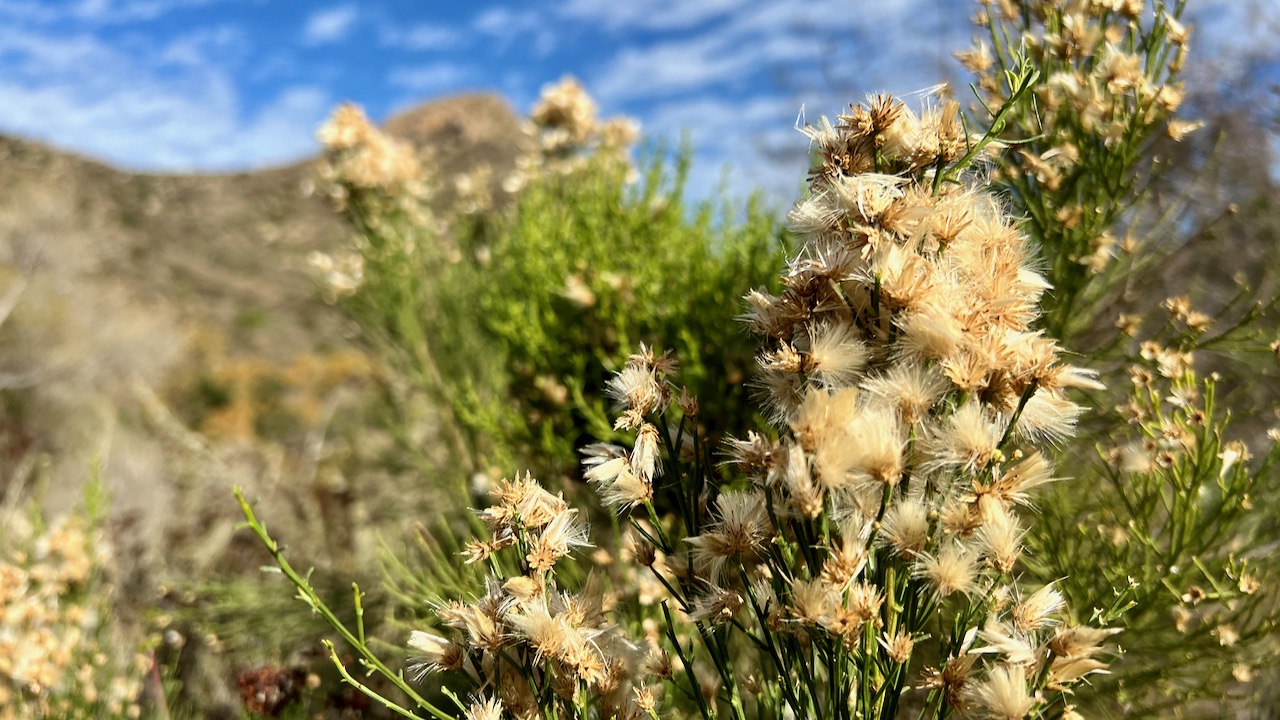 Broom baccharis