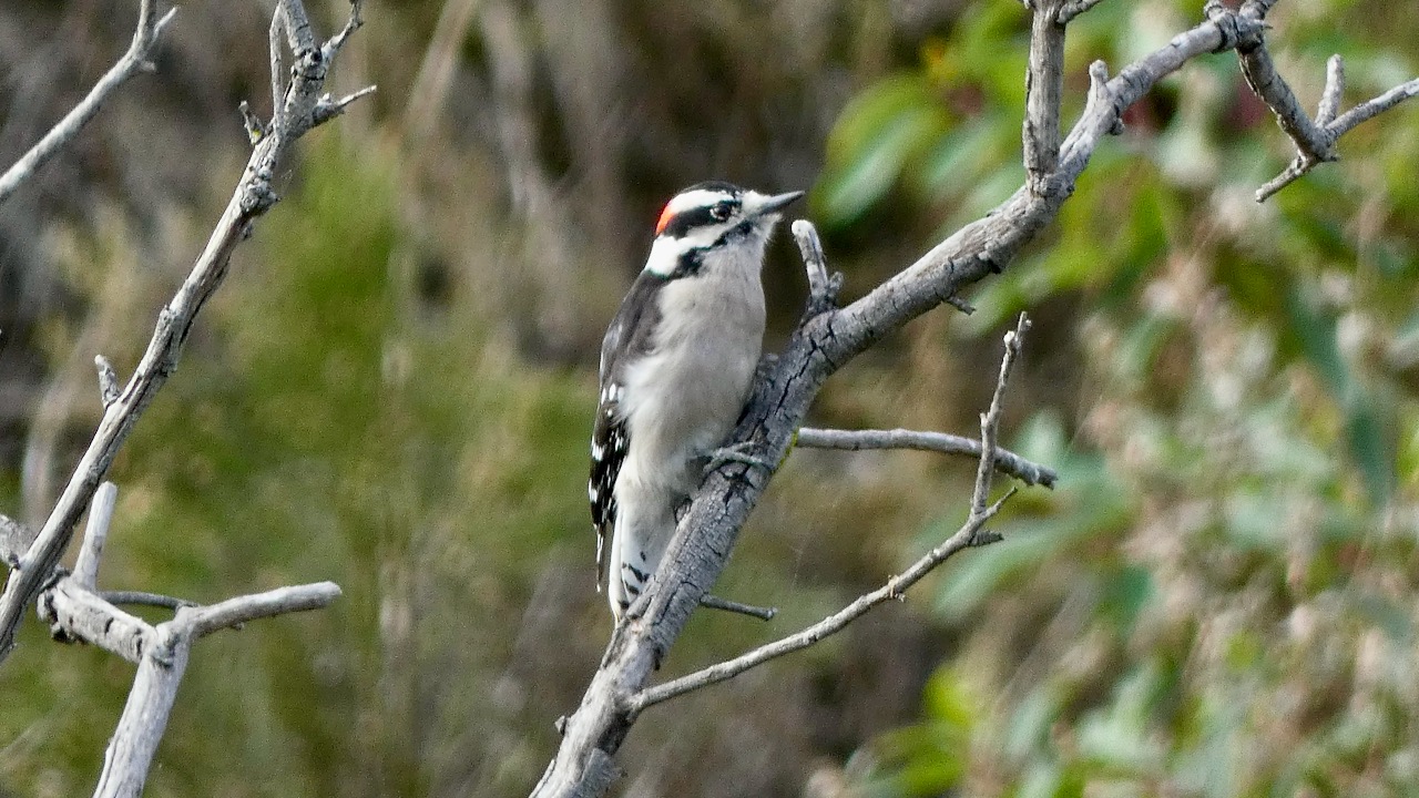 Downy Woodpecker