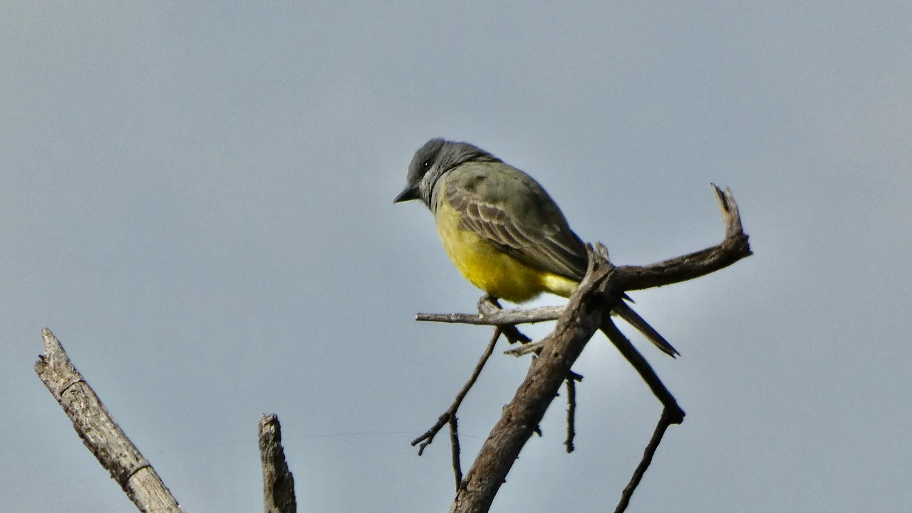 Cassin’s Kingbird