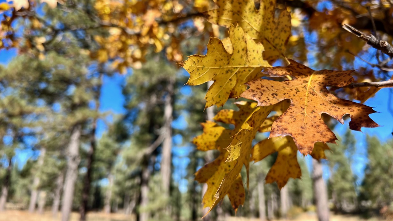 California black oak