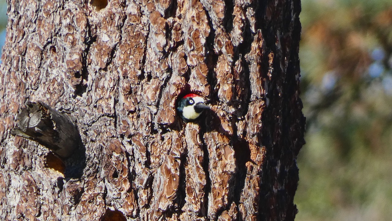 Acorn Woodpecker