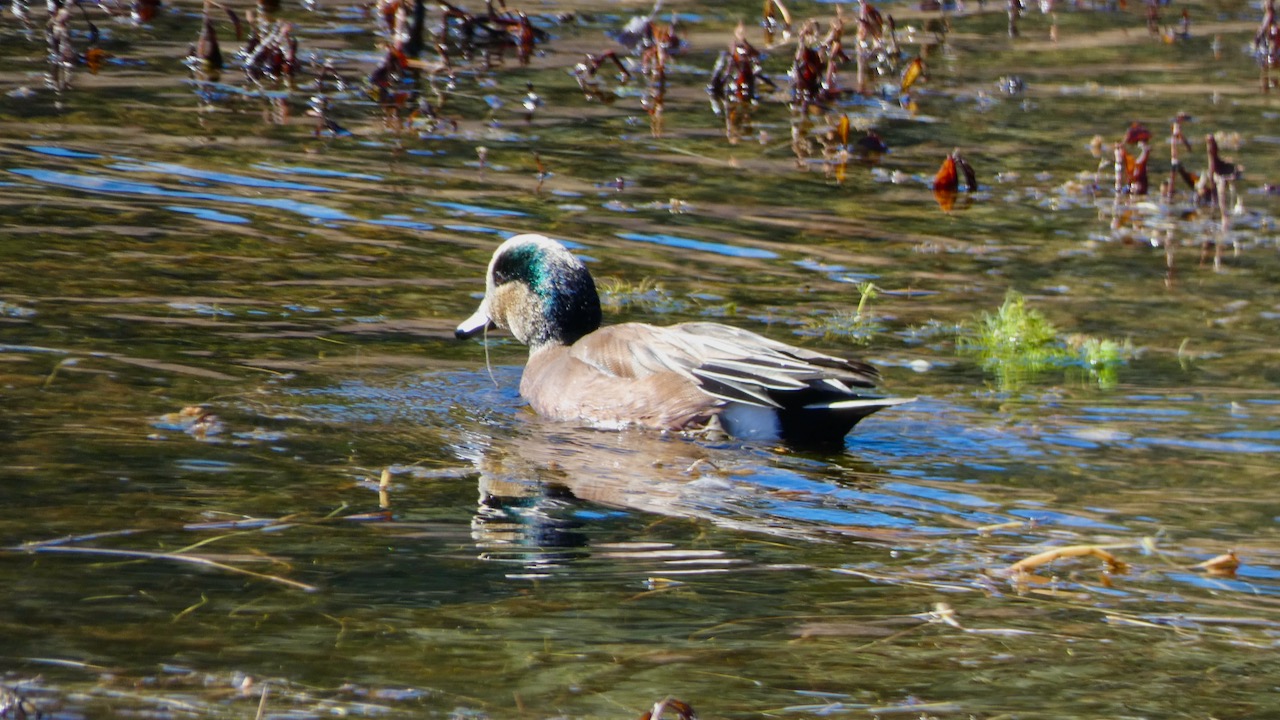 American Wigeon (Male)