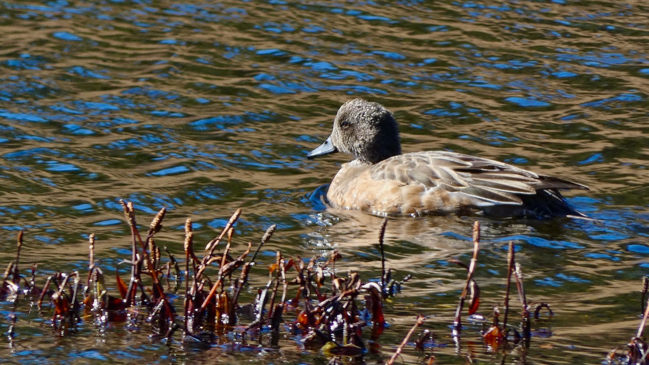 American Wigeon (Female)