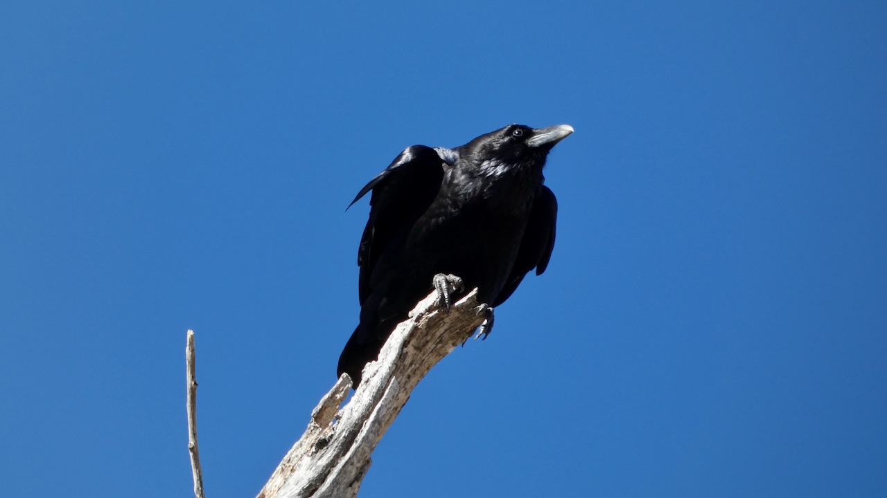 Common Raven